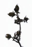 Walter Goldschmied   Winterschlaf